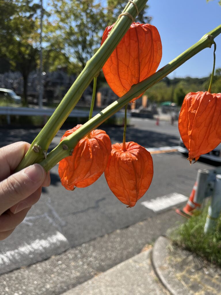 お盆のお墓参りと先祖供養の大切さ